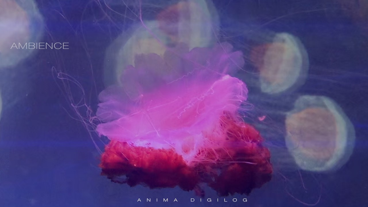 Anima Digilog - Ambience