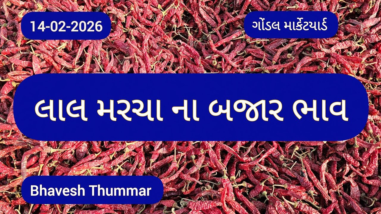 લાલ મરચા ના બજાર ભાવ l 14/02/2026 l ગોંડલ માર્કેટયાર્ડ  l Bhavesh Thummar l Gondal #trending 