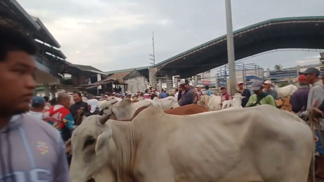 Matumal ang bentahan.(Feb.20, 2026) #livestock #viralvideo #cattle #cow #bull 