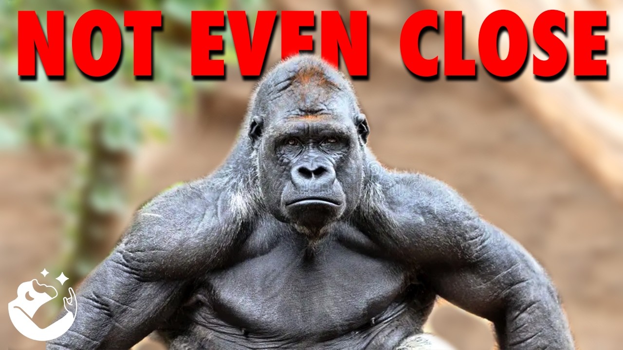 You Actually Think The Gorilla Has A Chance?
