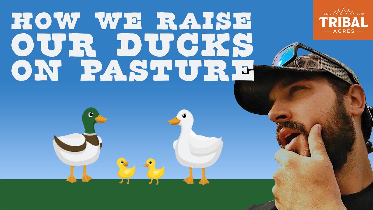 How We Raise Our Ducks on Pasture