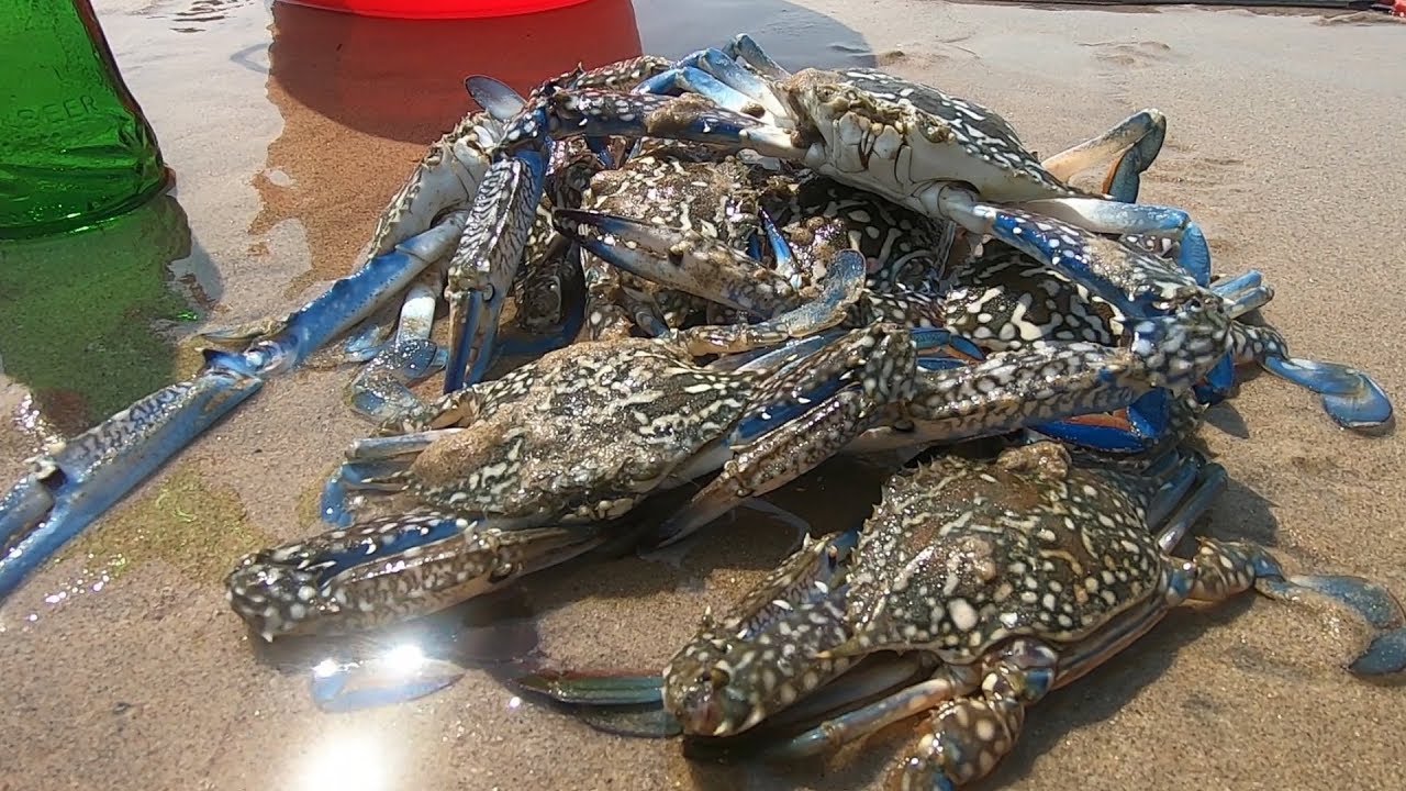 退潮后海边蟹潮泛滥，阿文抓一桶回家整海鲜大餐，一家人吃爽了