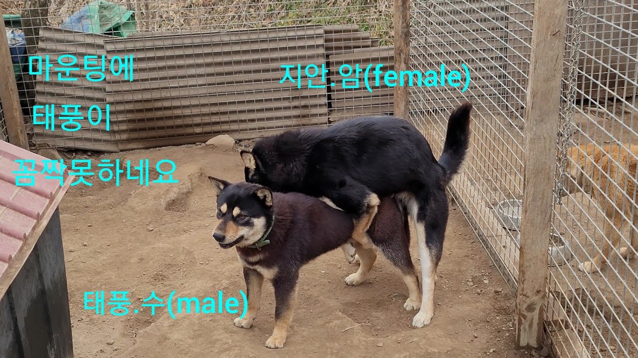 블랙탄진돗개 태풍~지안.힘겨루기 나이는 무시못하네요.Korean Jindo Dog