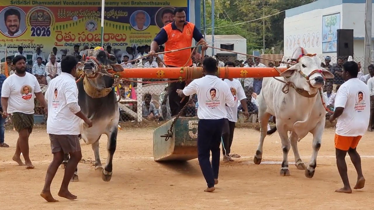 ఉత్తనూరు సీనియర్ విభాగం బండలాగుడు పోటీలు 3వ జత SSR బుల్స్ సుంకి సురేందర్ రెడ్డి భీముడు & సవ్యసాచి