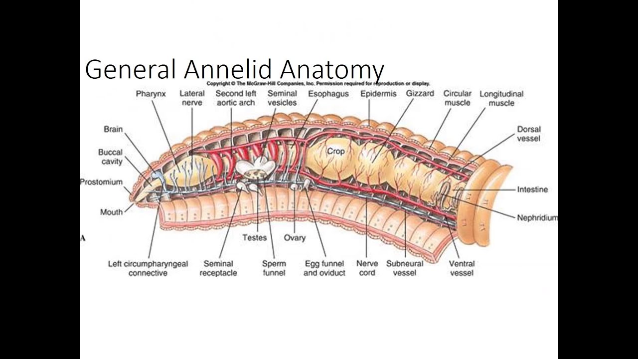 Phylum Annelida Part 1