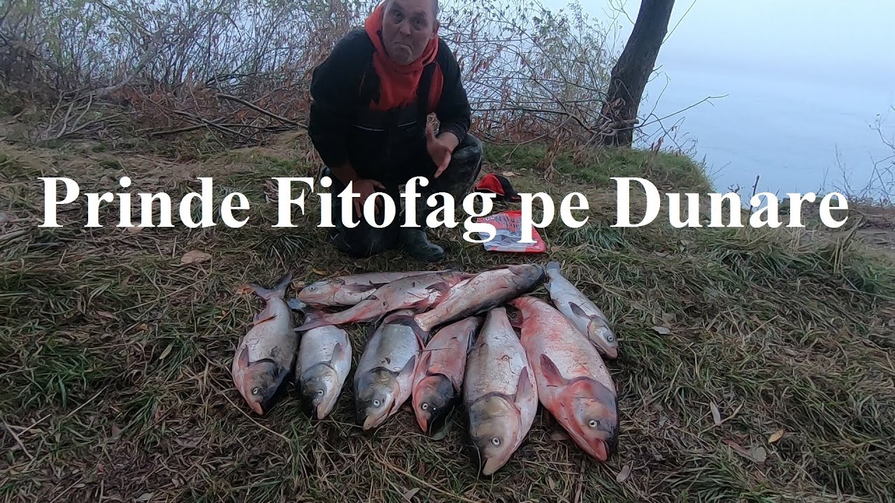 Cum am prins Fitofag pe Dunare la Feeder