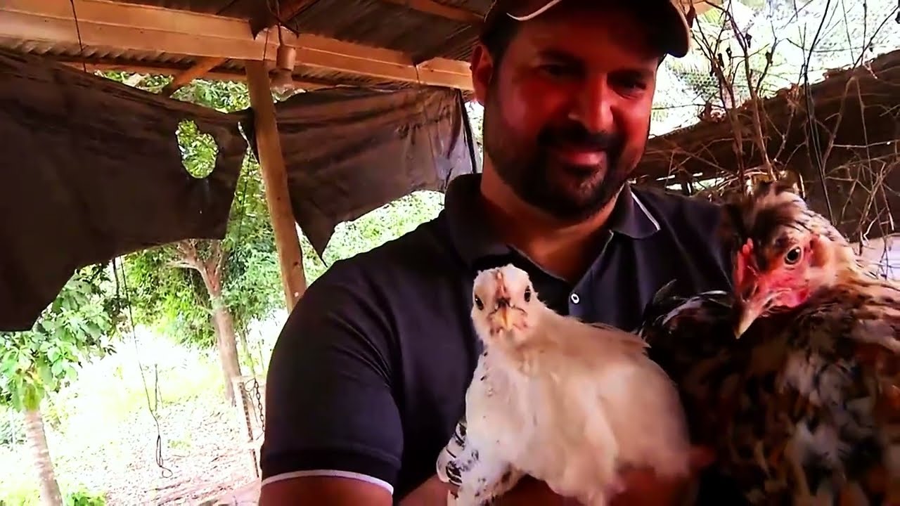 GLOBO Fez REPORTAGEM sobre minha criação de GALINHA BALÃO - R$ 1.500 por Galo!
