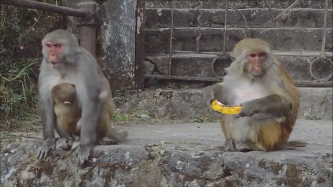 Show Must Go On 4 Full Movie