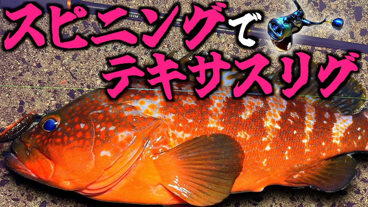 【ランカーキャッチ】スピニングタックル✖️テキサスリグで実釣解説&初秋のアコウを狙う！