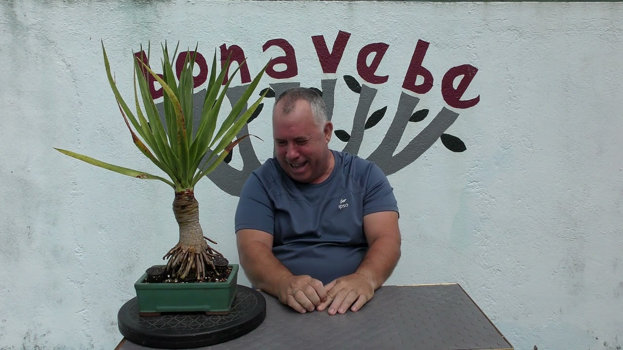 Drago curiosidades. @bonavebedesdeVigoGalicia.
