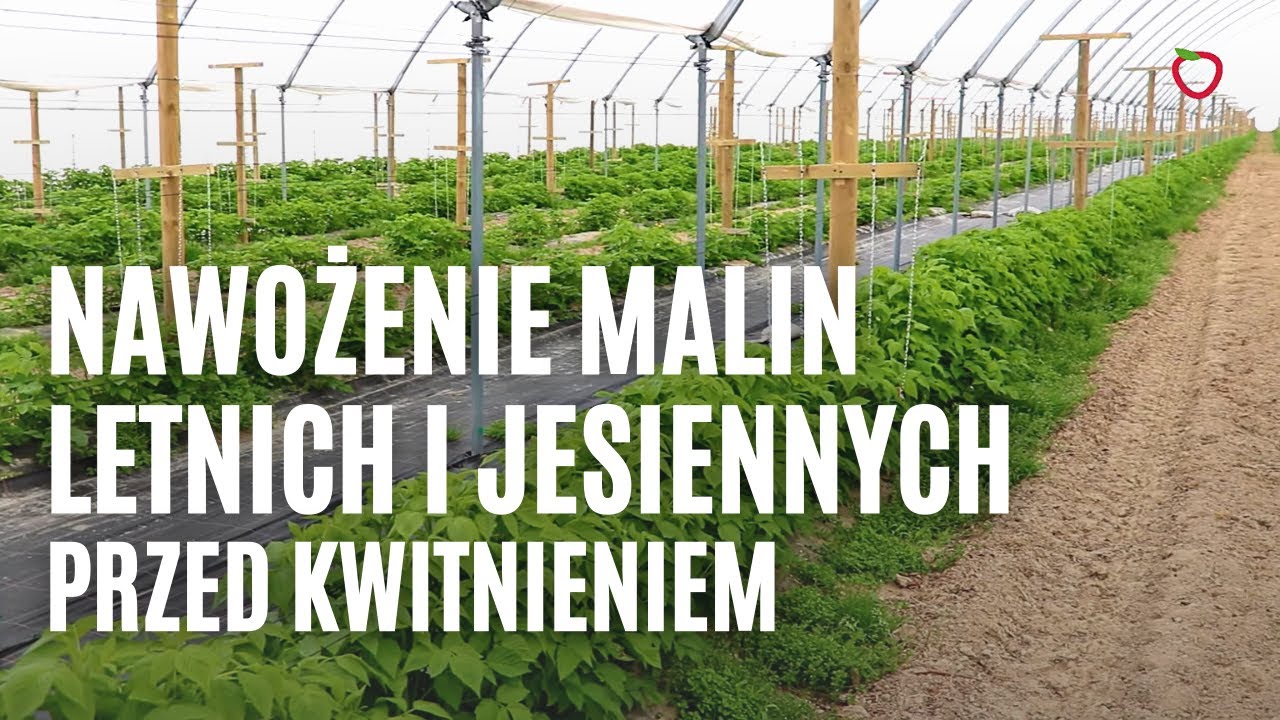 Nawożenie malin letnich i jesiennych przed kwitnieniem | Malinowe Factory 2022