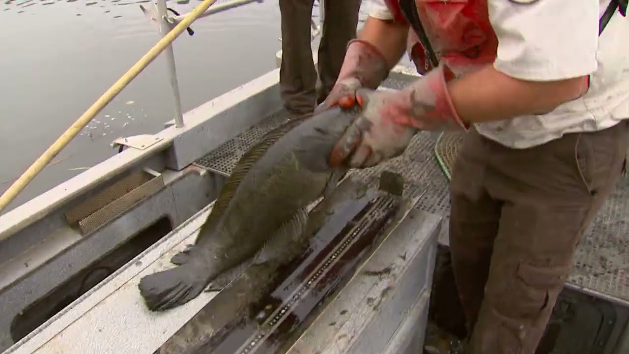 Snakehead (Channa Argus) Electrofishing |Indian Head, Maryland | USFWS/NCTC