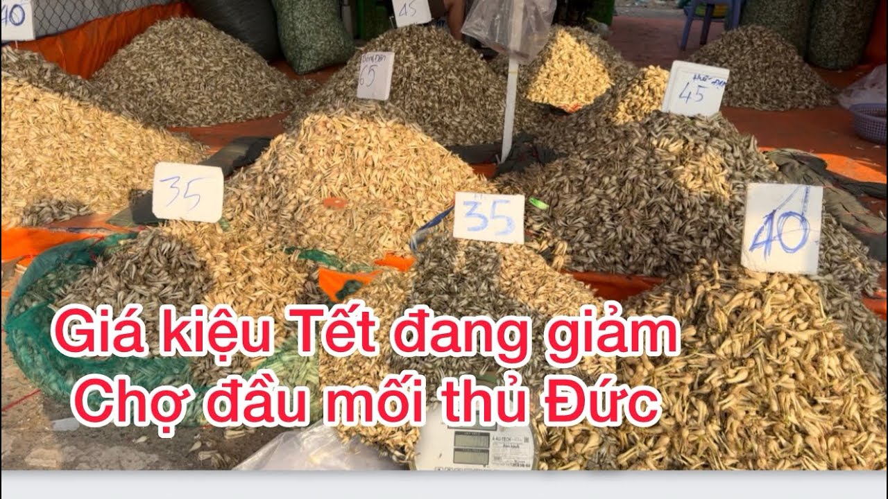 Khu rau củ chợ đầu mối thủ Đức sáng 30-1 rau củ rẻ bèo ngày giáp Tết 