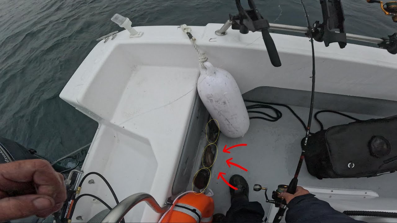 NOVO BARCO, NOVAS AVENTURAS!!! BEM-VINDO DICAS DO BEJA TEAM🍀