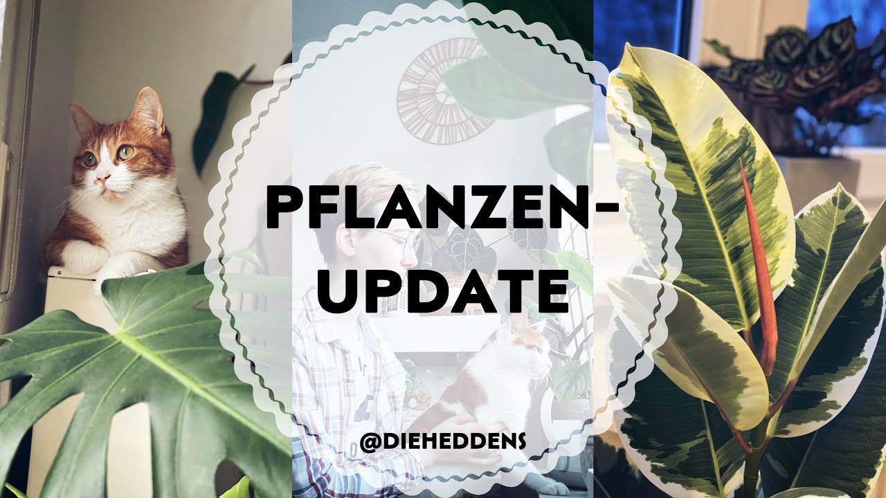 Meine neuen Pflanzen - Pflanzenupdate · Pflanzen 🪴