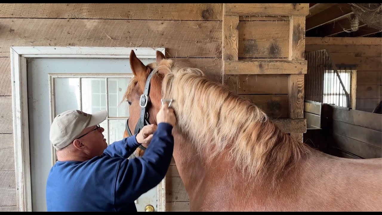 Mane and Tail Trimming Lessons