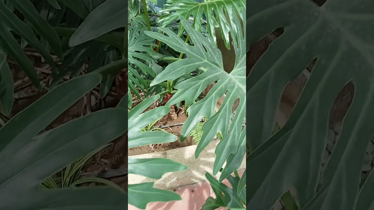 Vlog #1136 The Split-Leaf Philodendron / Thaumatophyllum Bipinnatifidum