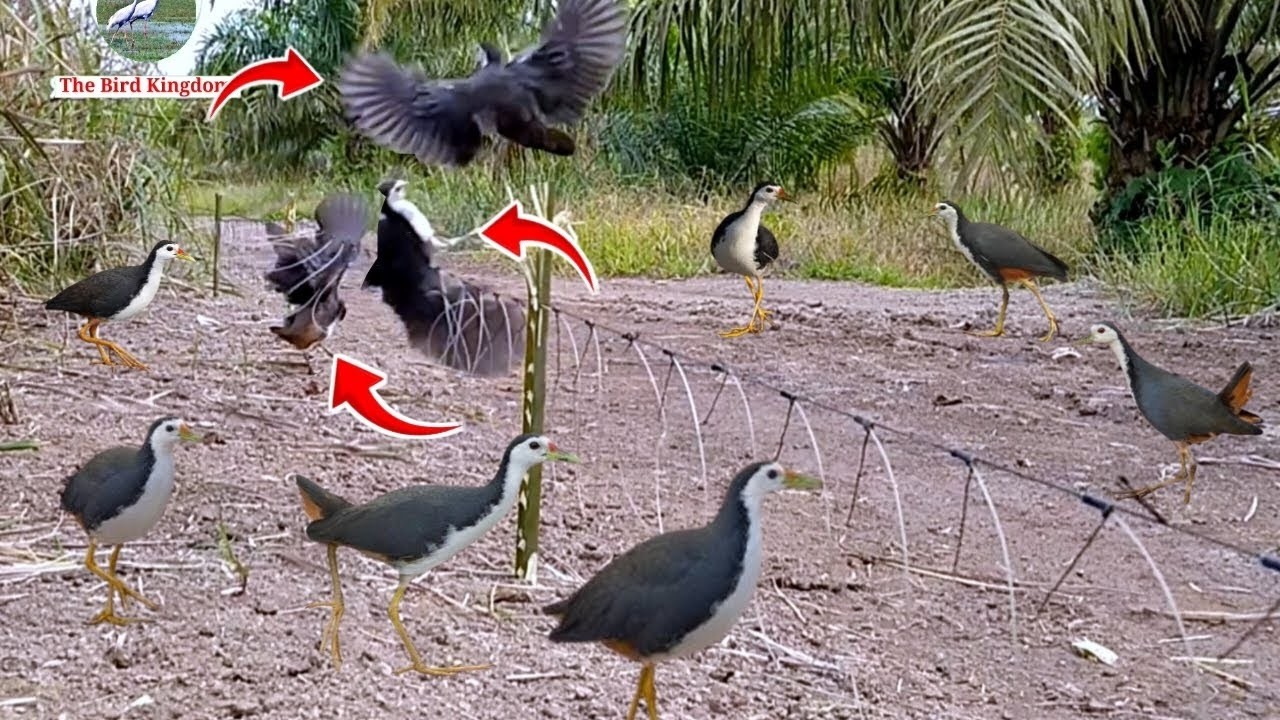Title: Traditional Bird Catching Skill of Village People #The_Bird_Kingdom