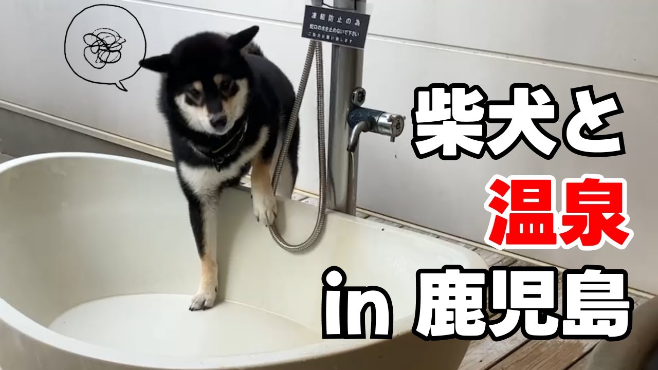 柴犬と温泉に入れる温泉 in 鹿児島
