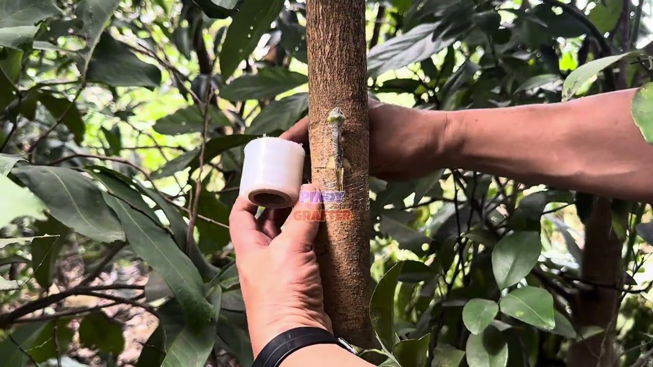 Grafting technique kung mas malaki ang rootstock kaysa scion. Grafting technique on mango. 