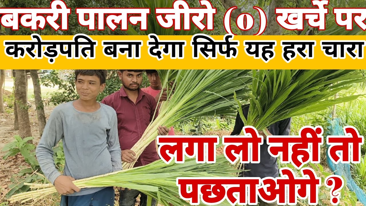 smart napier Grass || smart napier Grass price|| smart super napier Grass Seed// smart Napier stick