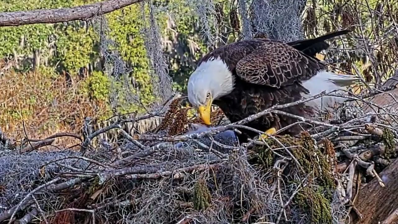 #baldeagle S04#P64 Review birds in nest with nature #birdslovers #birdsounds #birdsnest