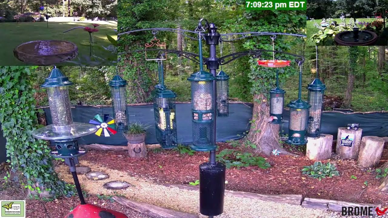 Live  - N Georgia Bird 🐦Feeder & Garden Wildlife Window to Nature | 50 Species Identified