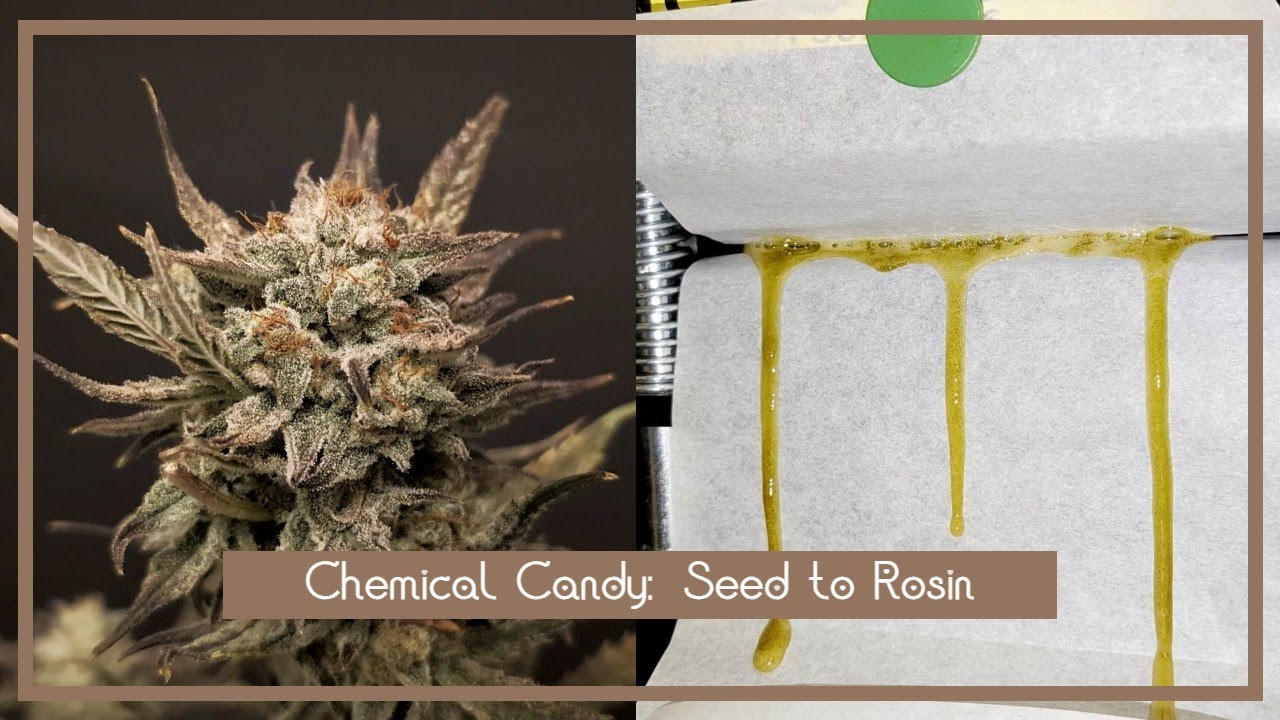 I Grew CHEMICAL CANDY Surrounded by PESTS. Seed to Rosin