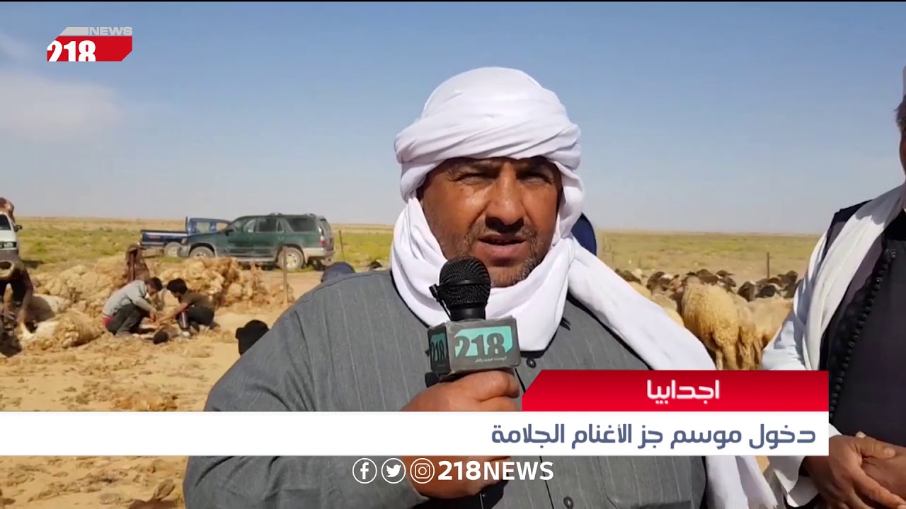 دخول موسم جز الأغنام الجلامة في اجدابيا | تقرير