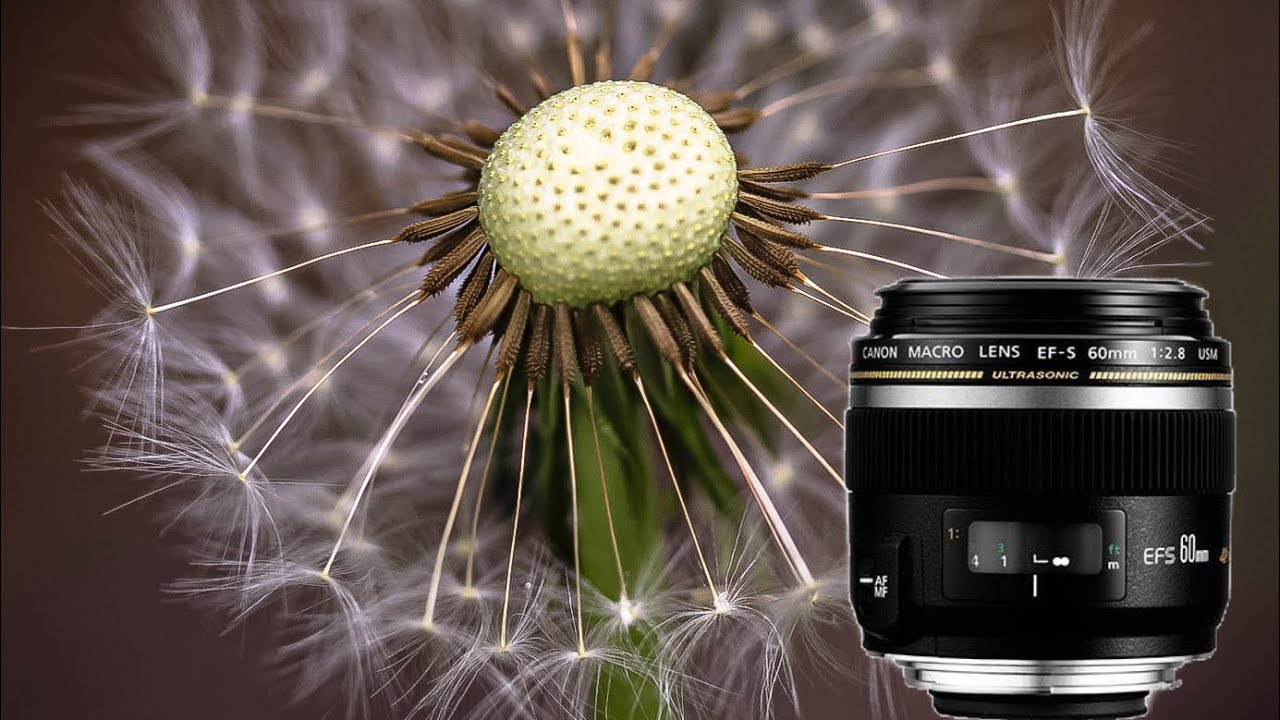 Canon 60mm f2.8 makro  lens  (Gorgeous macro photos taken with Canon 60mm f2.8 macro lens)