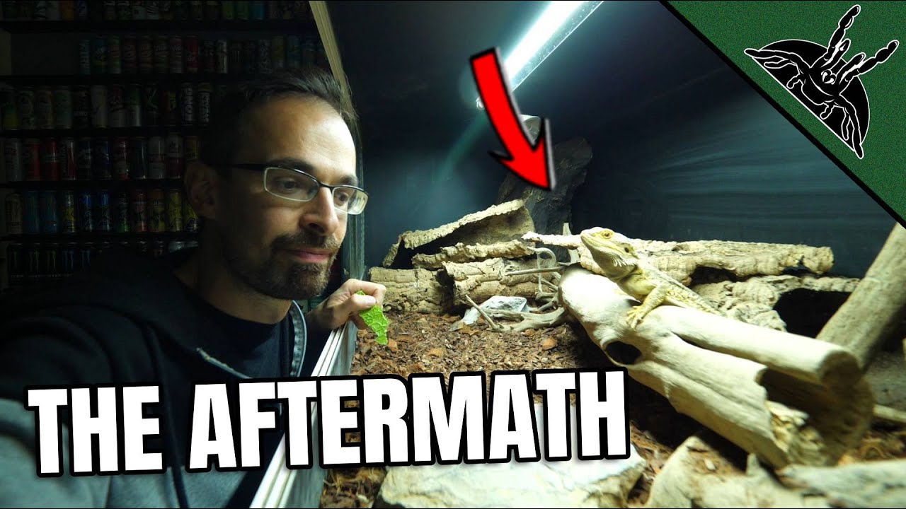 MOVING FORWARD after the INCIDENT + Bearded Dragon Care