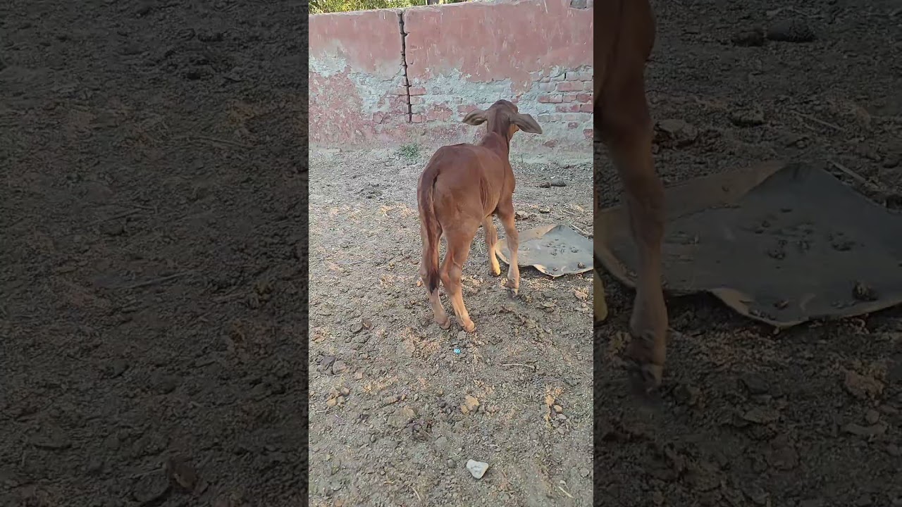 #abs veer bull daughter at TWOOXX FARM pasina kalan panipat #haryana