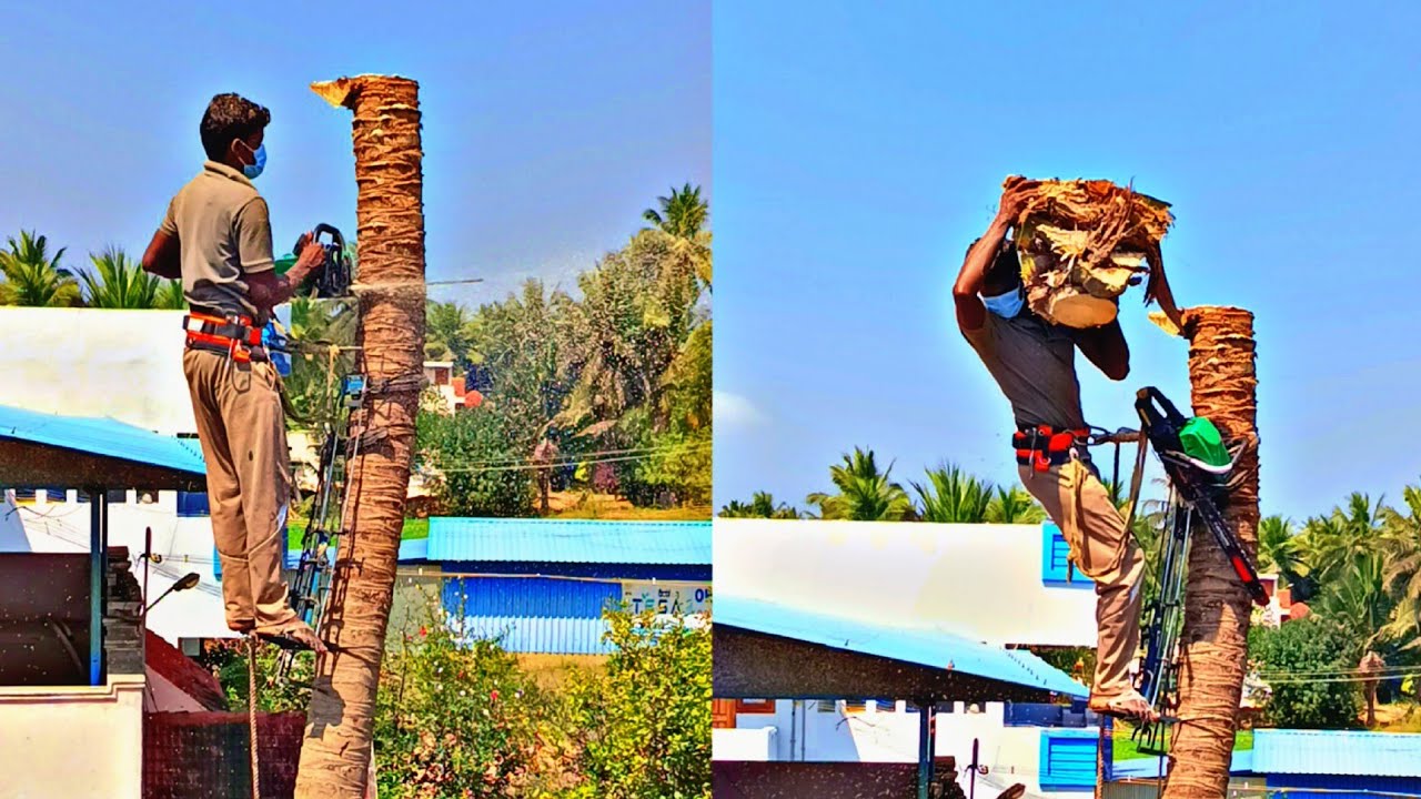 Coconut tree  cutting full vidio uploade Sabarinatha tree cutter pattukkottai 8072635013