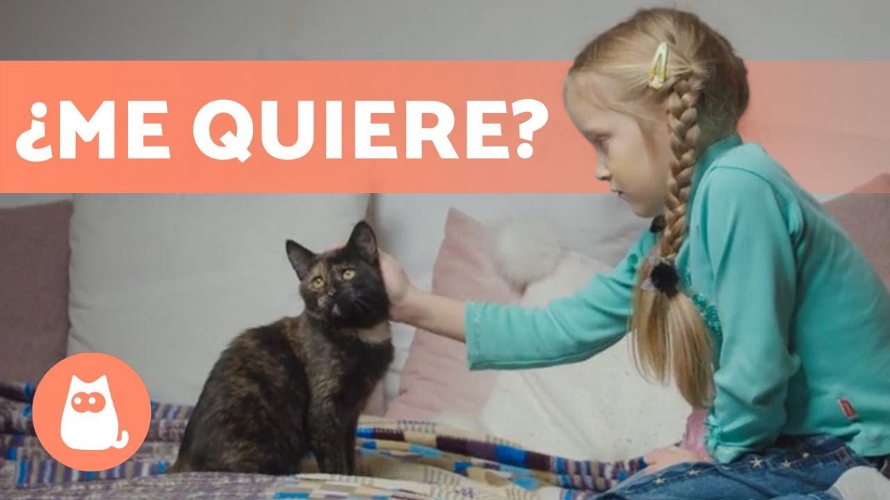 ¿Los gatos NOS QUIEREN? 😻