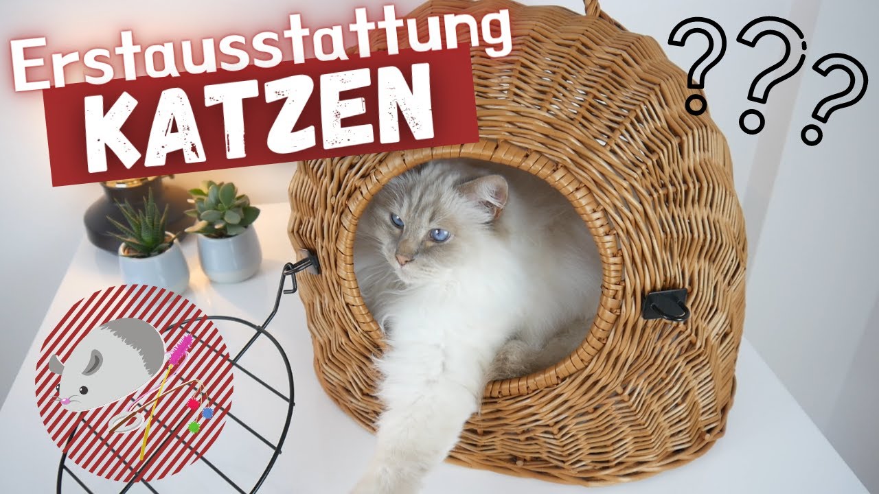 Erstausstattung für Katzen - diese Grundausstattung brauchst du unbedingt! 😻