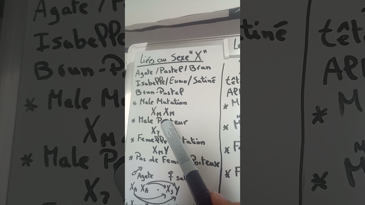 Résumé des mutations chez les canaris/chardonnerets (liée au sexe X; récessive X&Y; dominante X&Y)