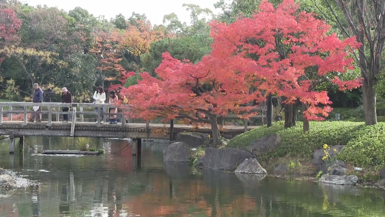 秋の白鳥庭園に行って来ました。