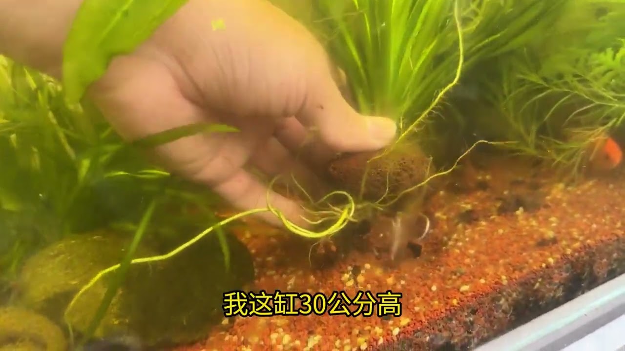 生态缸适合种什么植物？ #生态缸养鱼 #古法生态缸 #三无生态缸