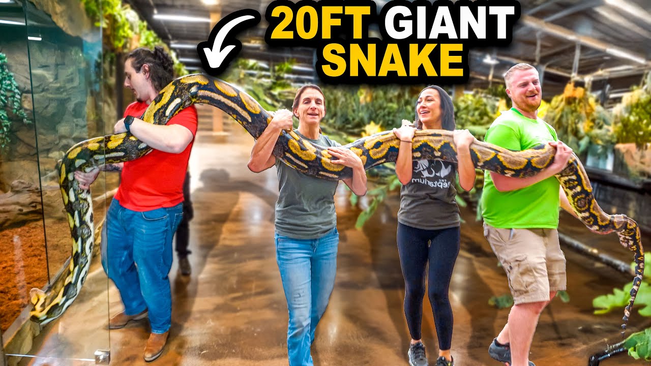 World's Largest Snake Gets Giant Home Upgrade!