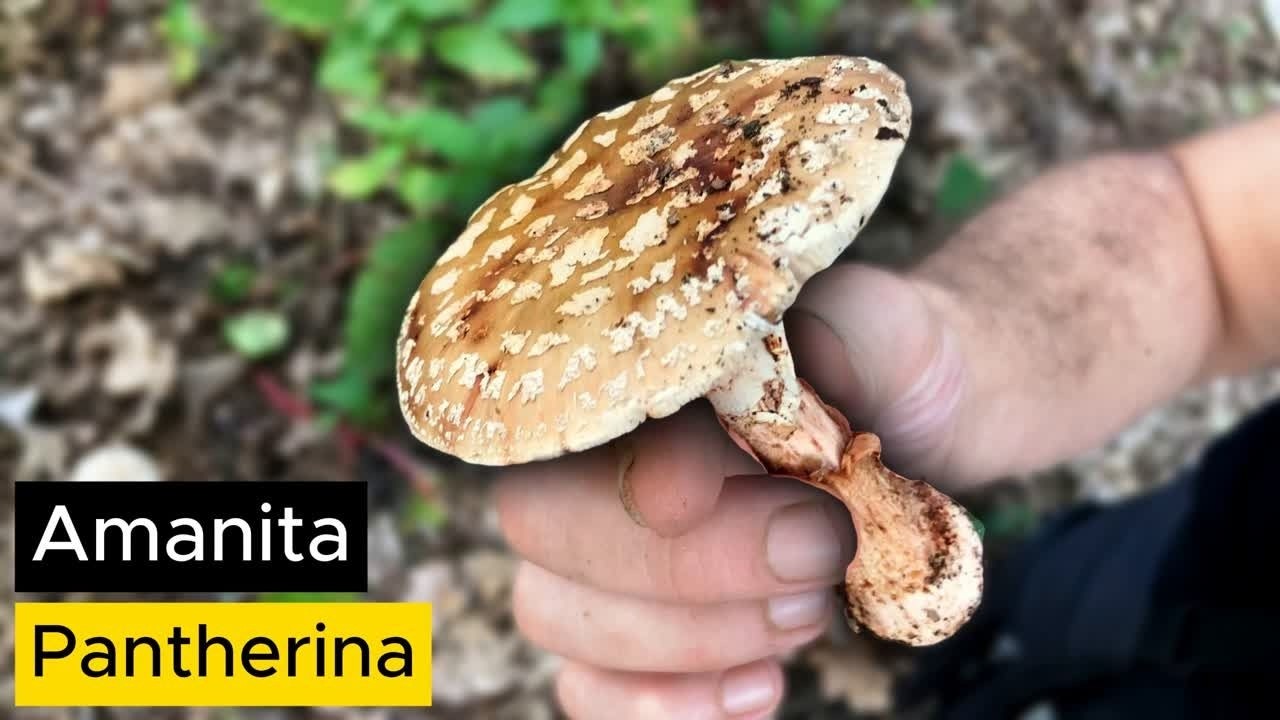 Se lo trovi, non confonderlo: è un fungo tossico