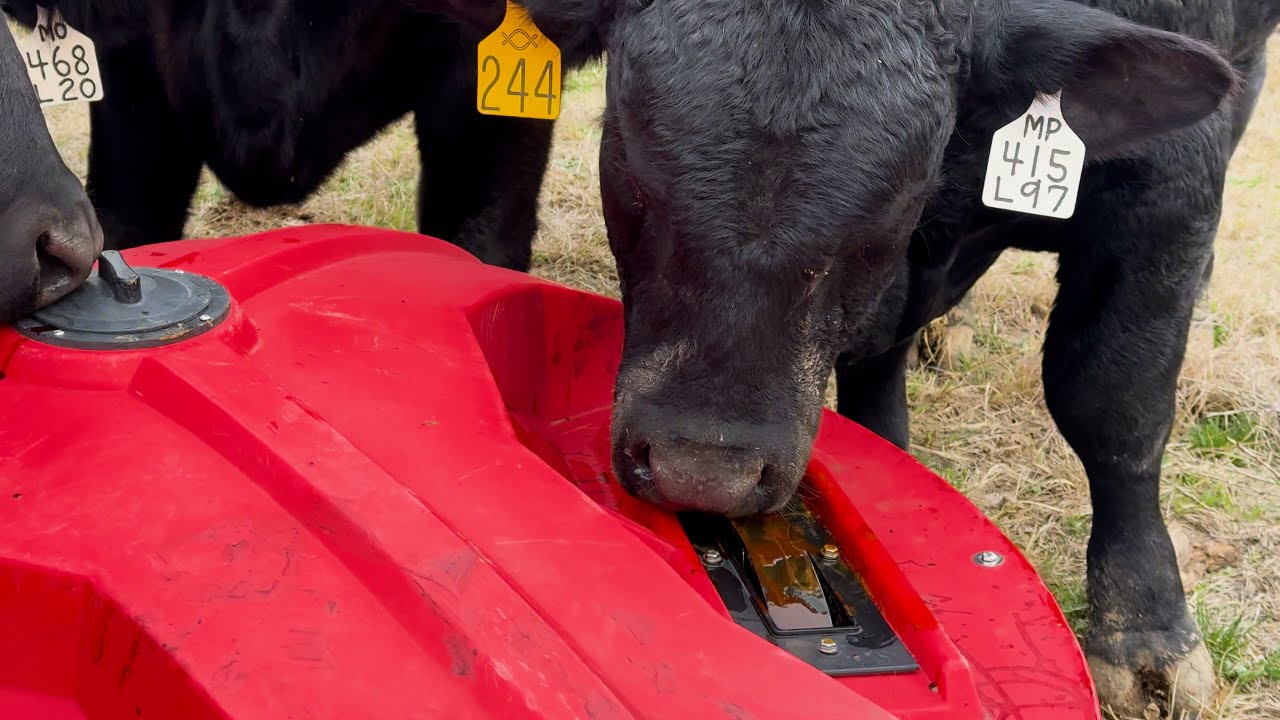 Why I'm Switching to Liquid Feed for My Brangus Cattle!