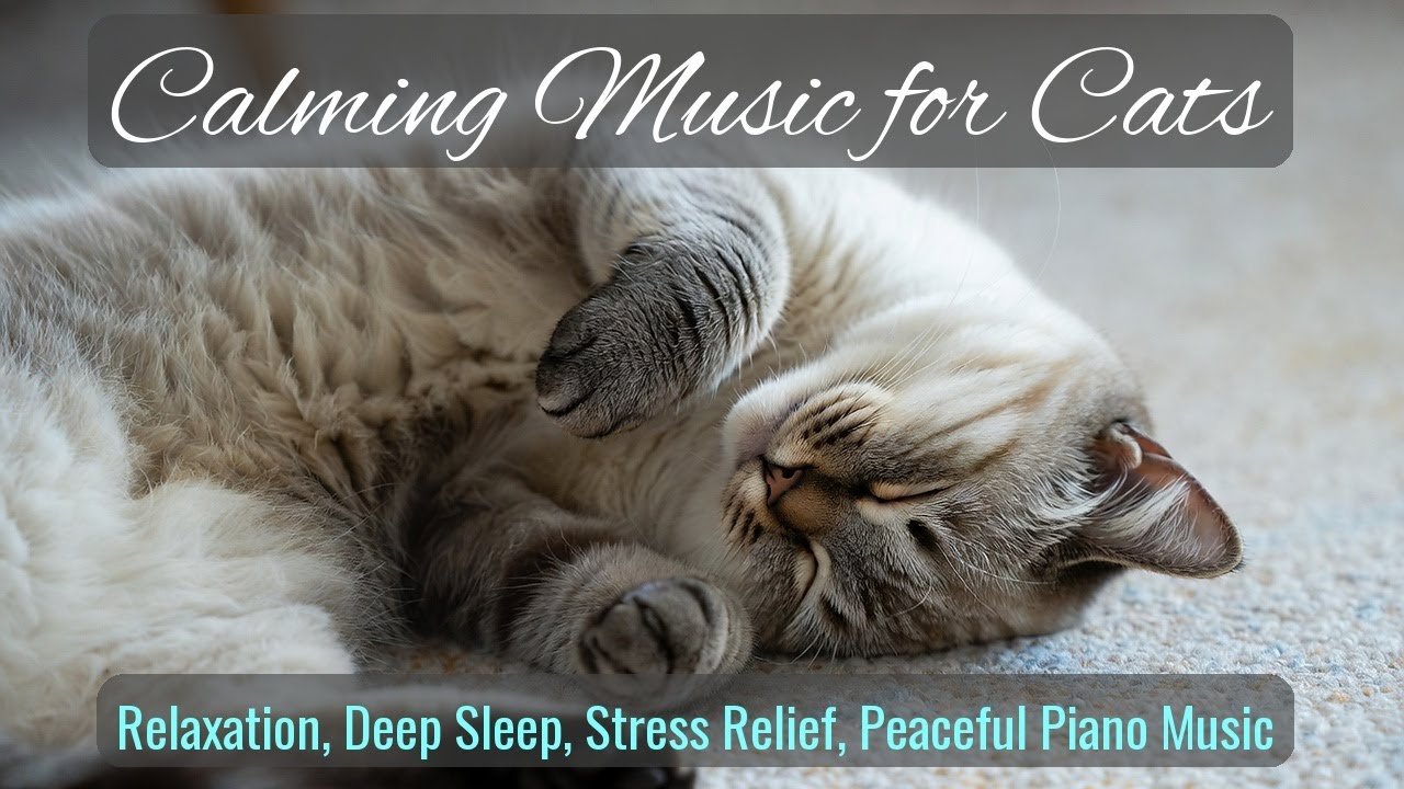 LIVE 😴 Calm Evening Music for Lazy Cats 🐱 | Season 60