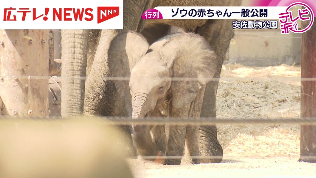 マルミミゾウの赤ちゃん公開で大行列！「元気に育って」　広島・安佐動物公園