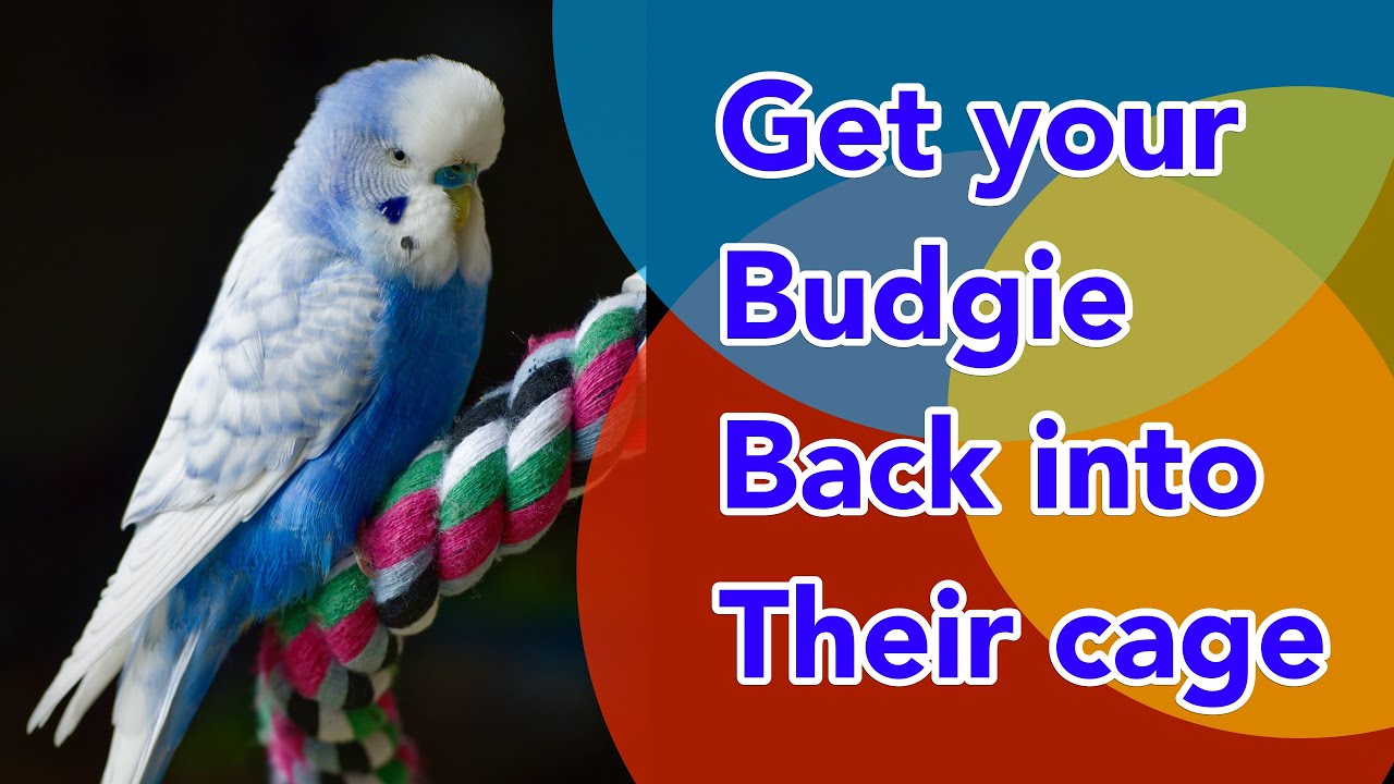Getting your budgie back into their cage