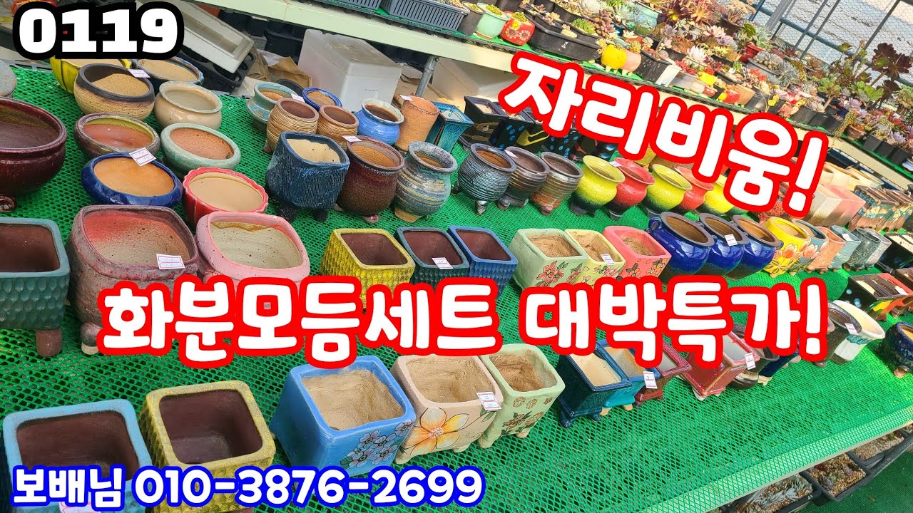 26년01월19일 #보배님 010-3876-2699  #다육판매 #화분판매 #자리비움으로 많은양의 화분 특가로 보내요