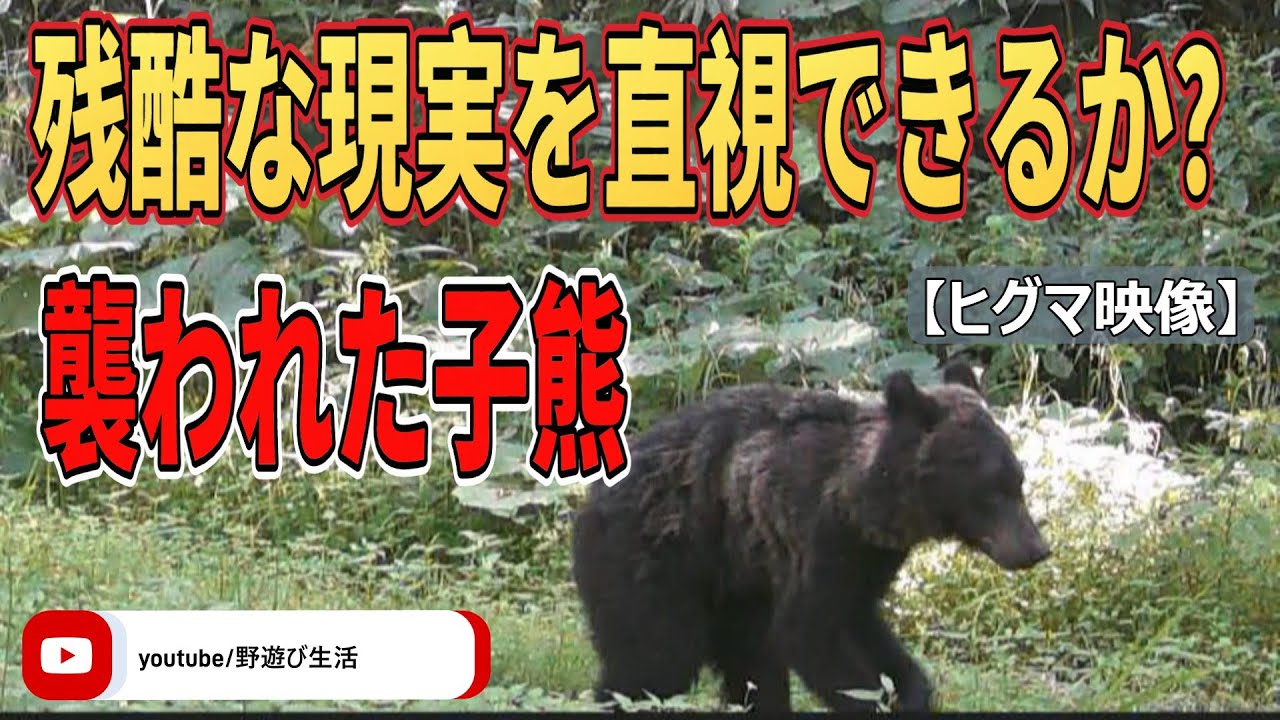 襲われた子熊 残酷な現実を直視できるか