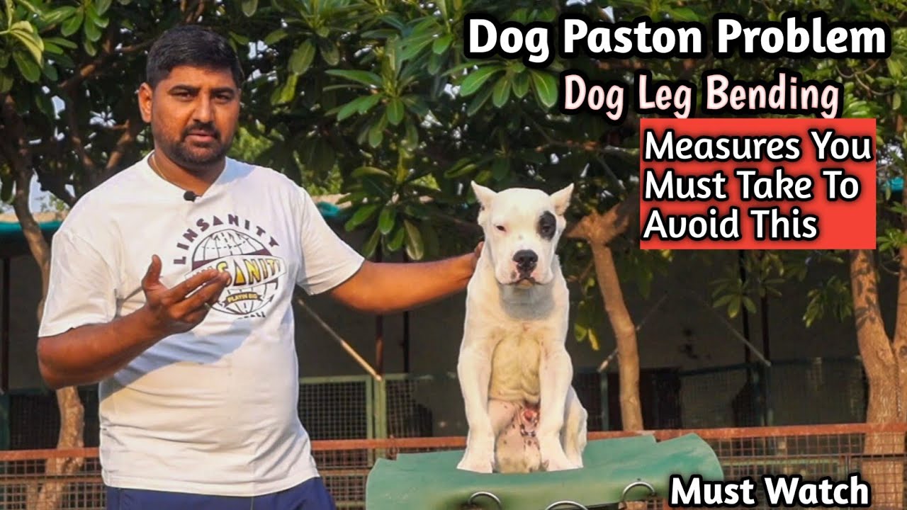 Dog Leg Bending Problem | Measures You Must Take To Avoid This |New Owners Must Watch #dogoargentino