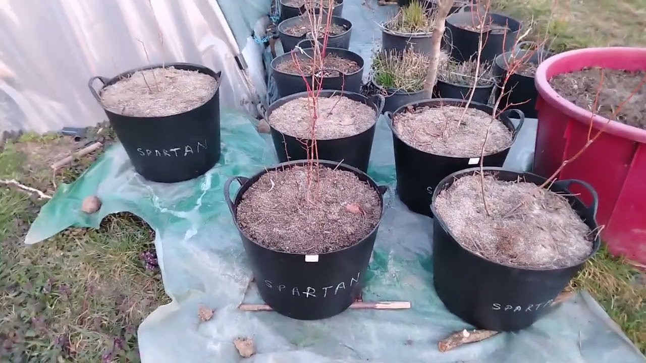 Plantăm afini de cultură în găleți flexibile mari.