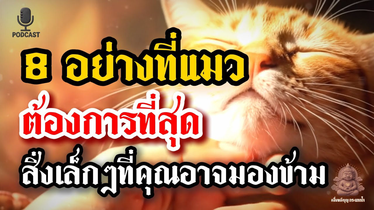 8 การกระทำเล็กๆ...ที่แมวคาดหวังจะได้รับจากคุณ!