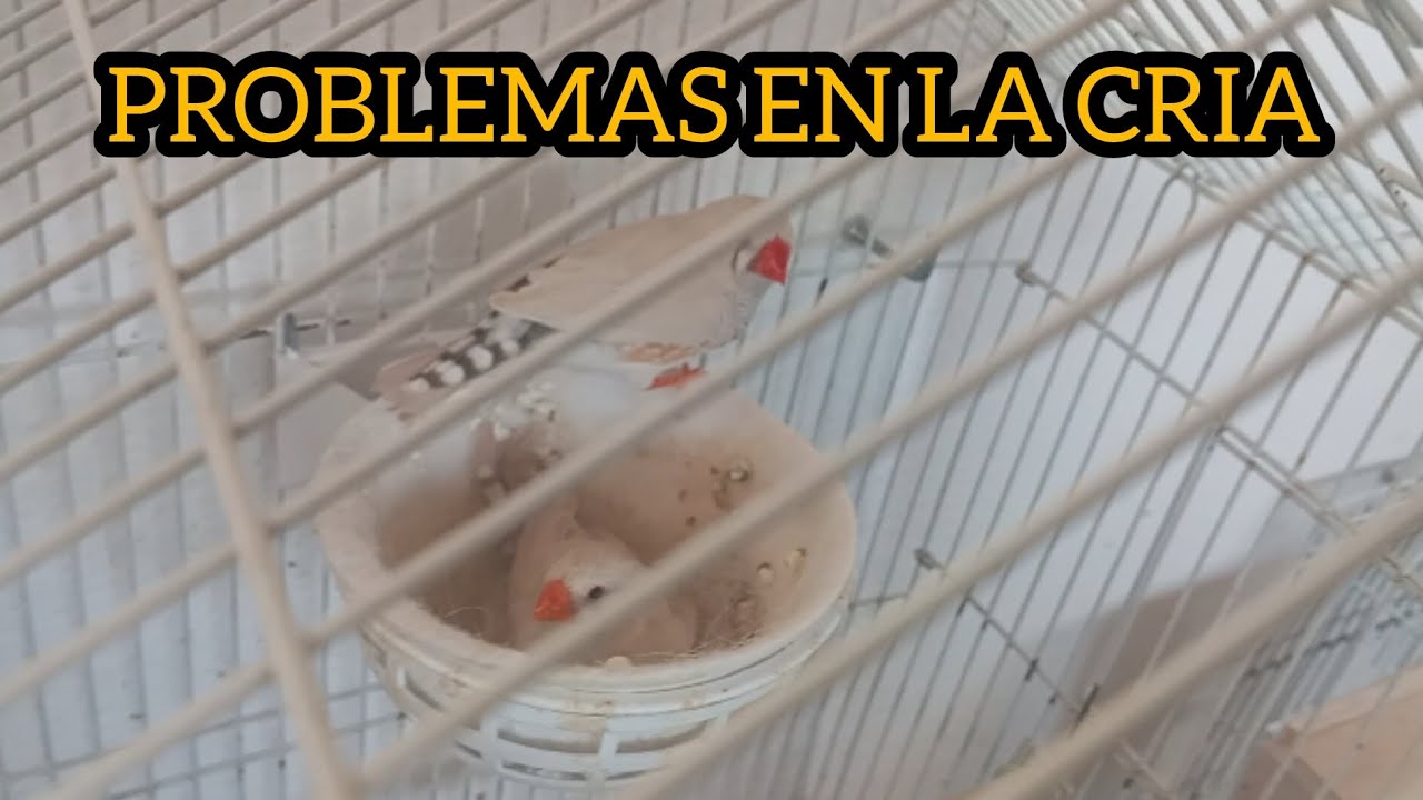 TENEMOS PROBLEMAS EN LA CRIA DE LOS DIAMANTES MANDARÍN BLANCO